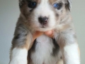 Blue-Merle-2 - 4 weeks old